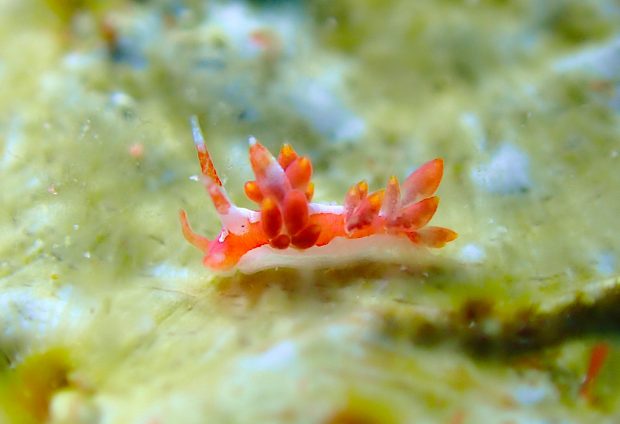 コマチミノウミウシ