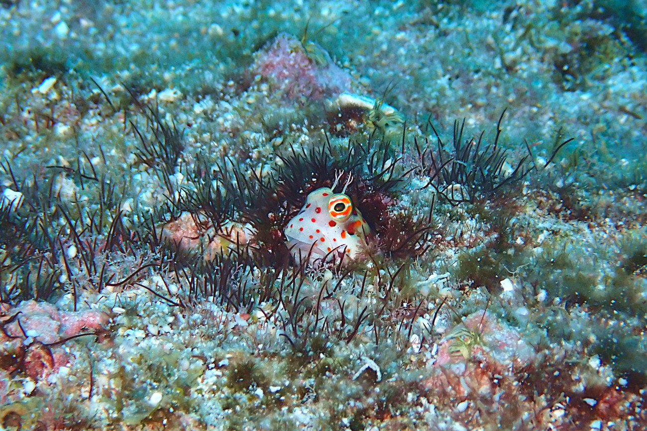 モンツキカエルウオ