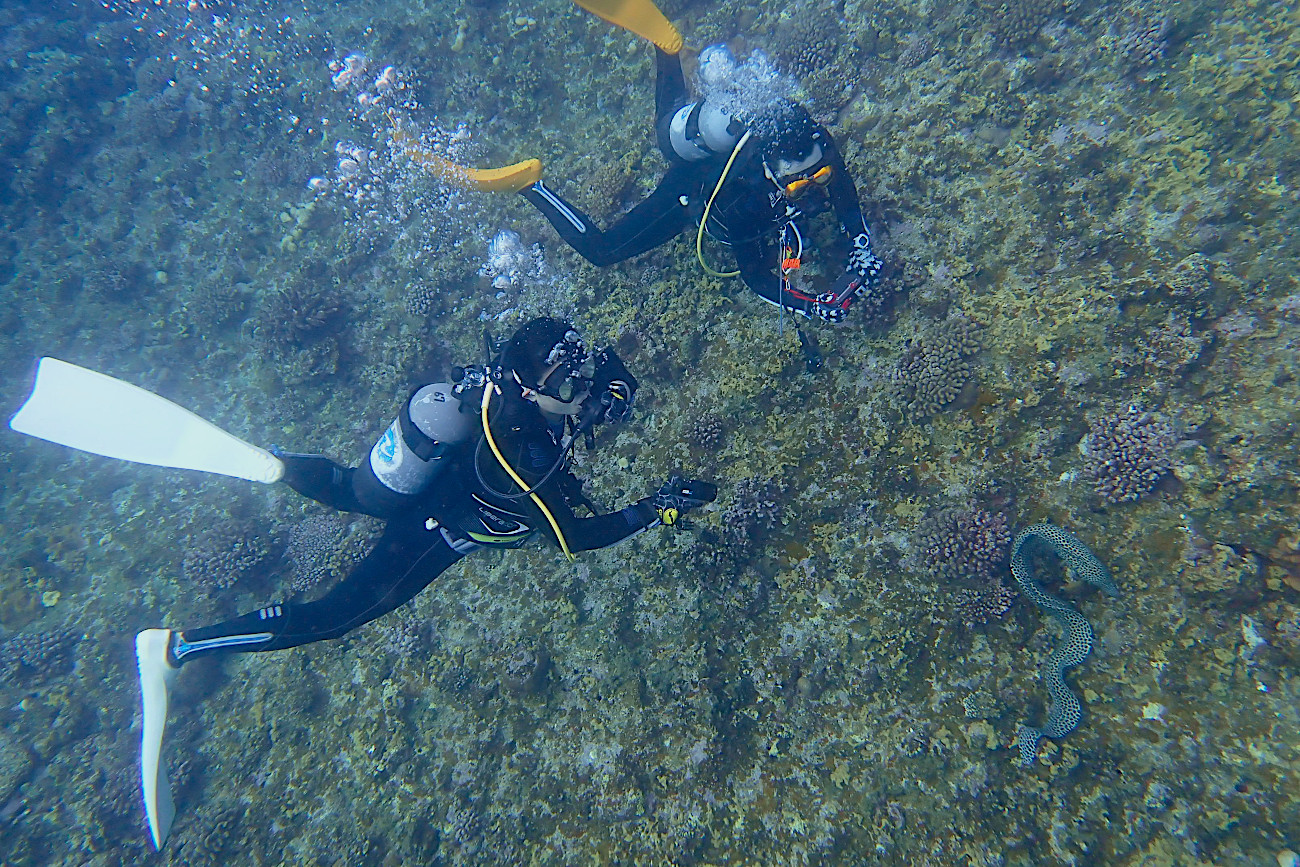 ニセゴイシウツボ