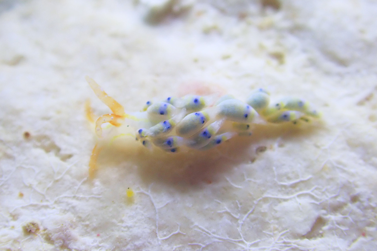 シロタエミノウミウシ属の一種72