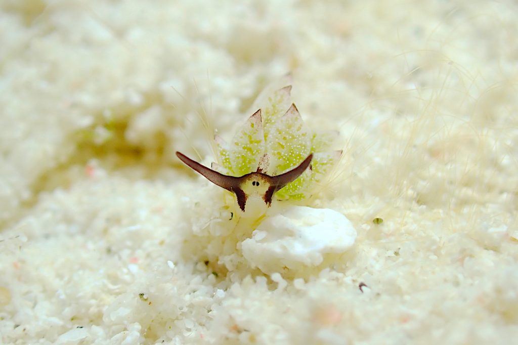 オオアリモウミウシ