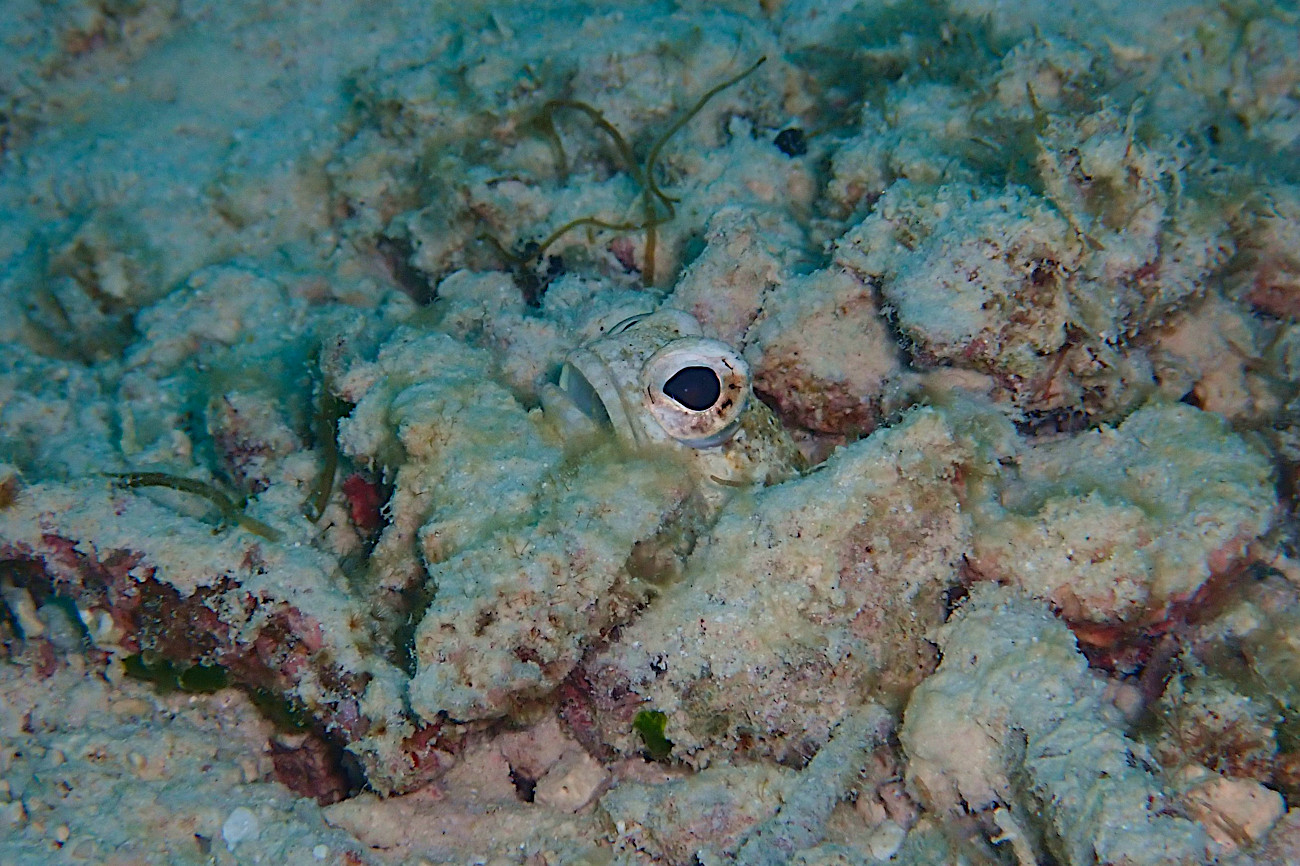 ジョーフィッシュ