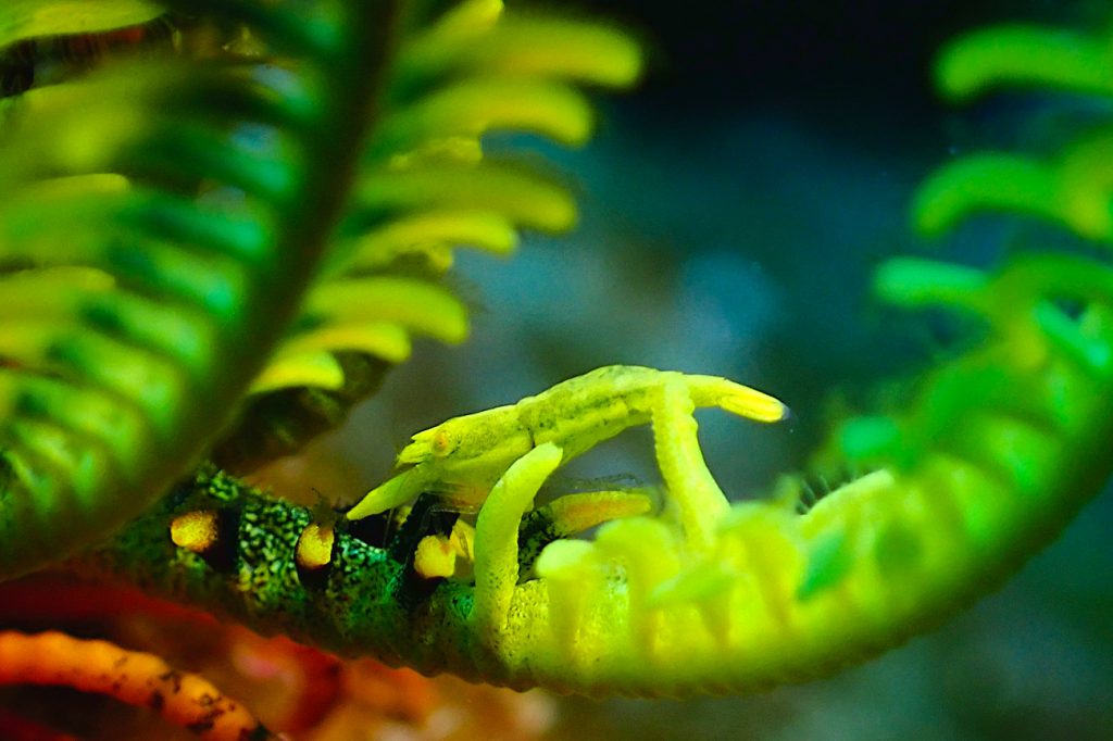 バサラカクレエビ