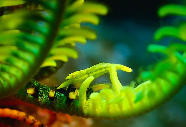 バサラカクレエビ