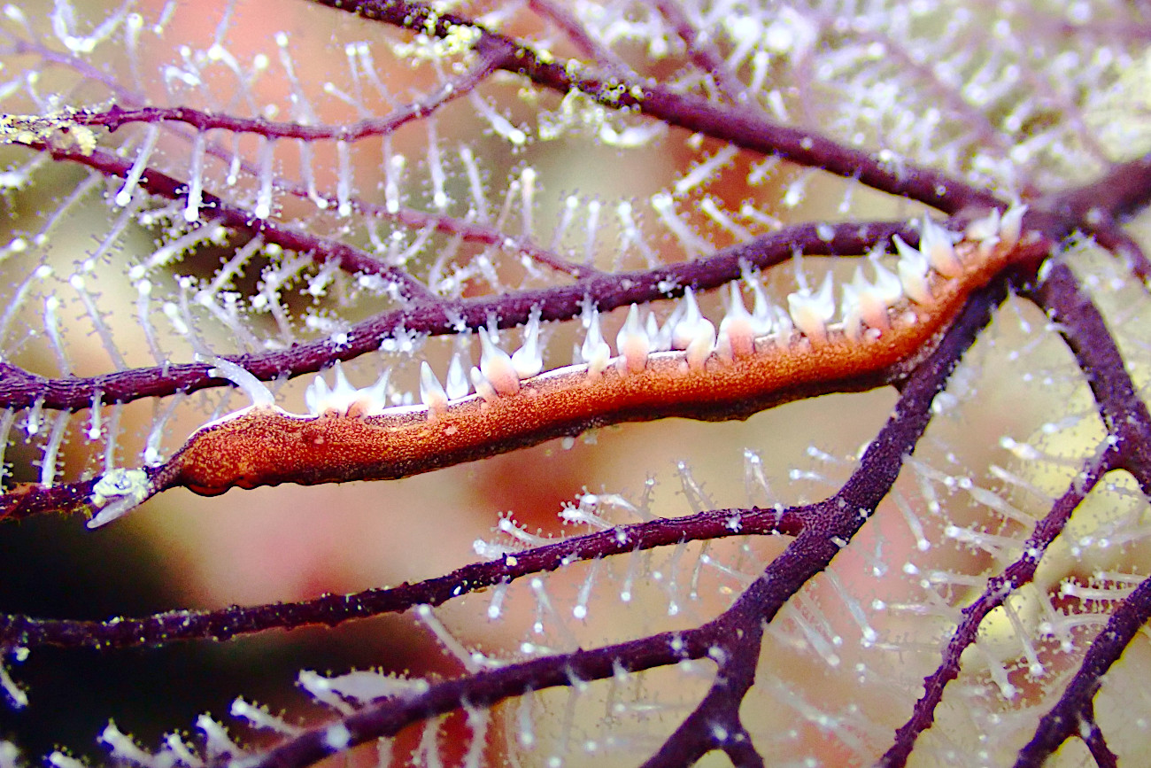 セスジスミゾメミノウミウシ