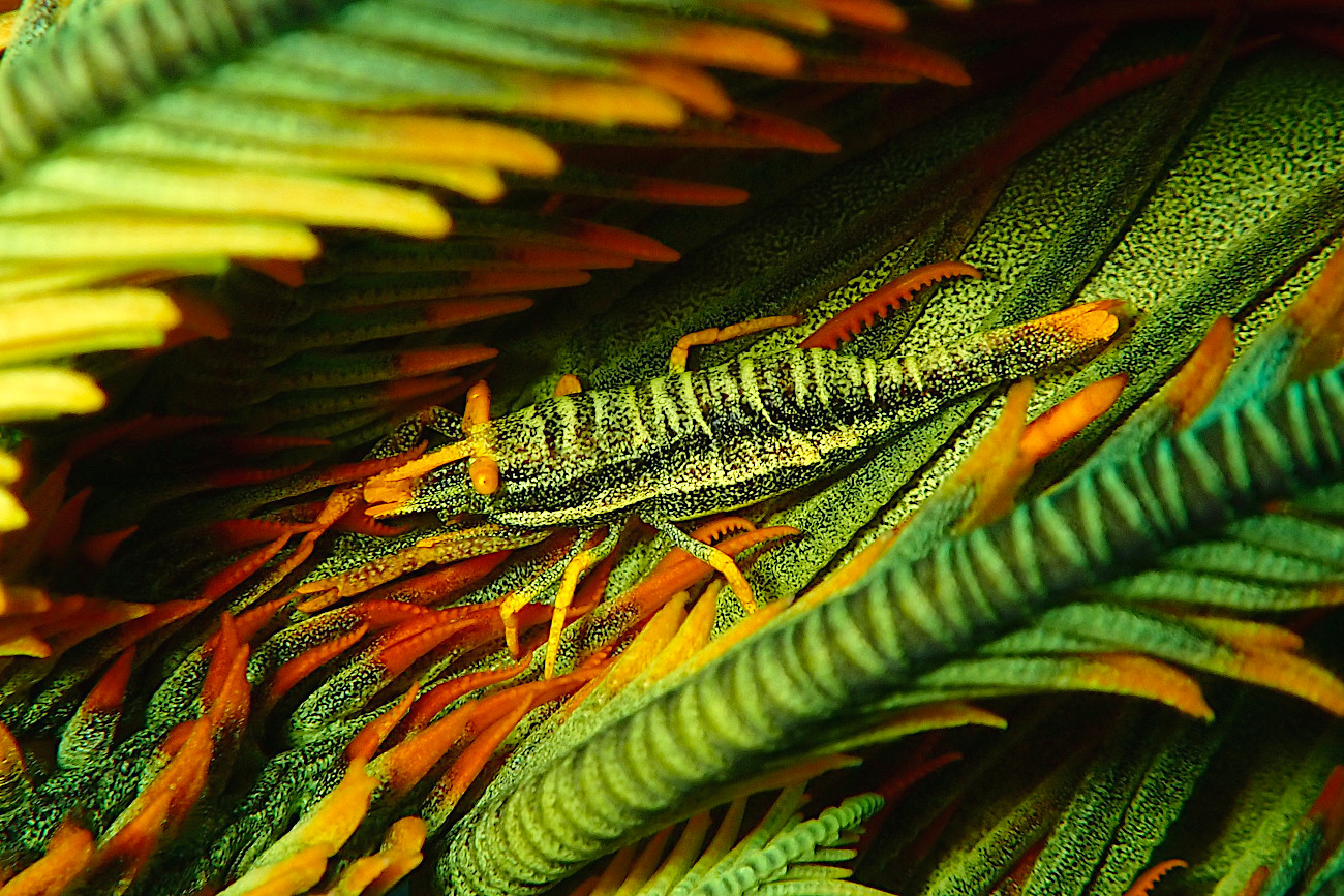 バサラカクレエビ