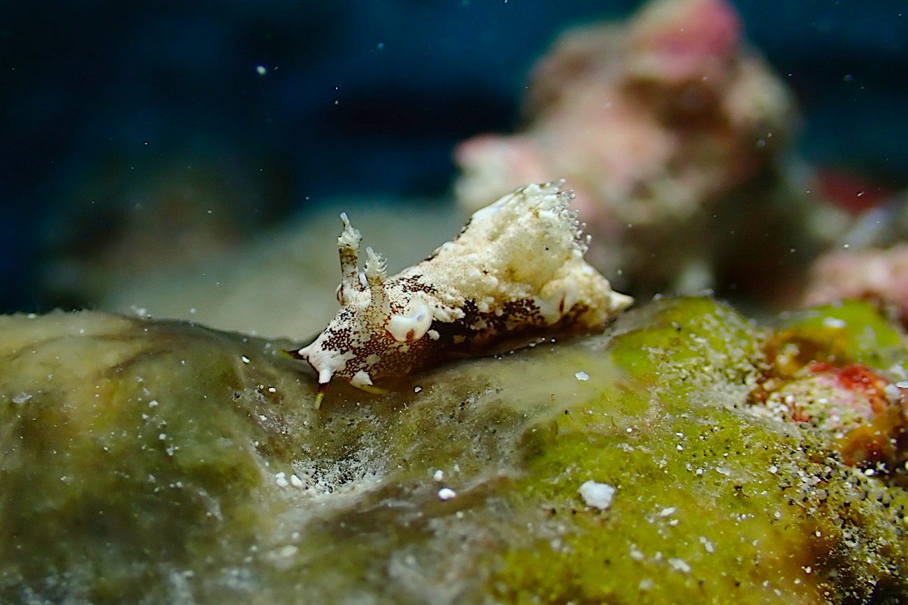 アオモンツガルウミウシ