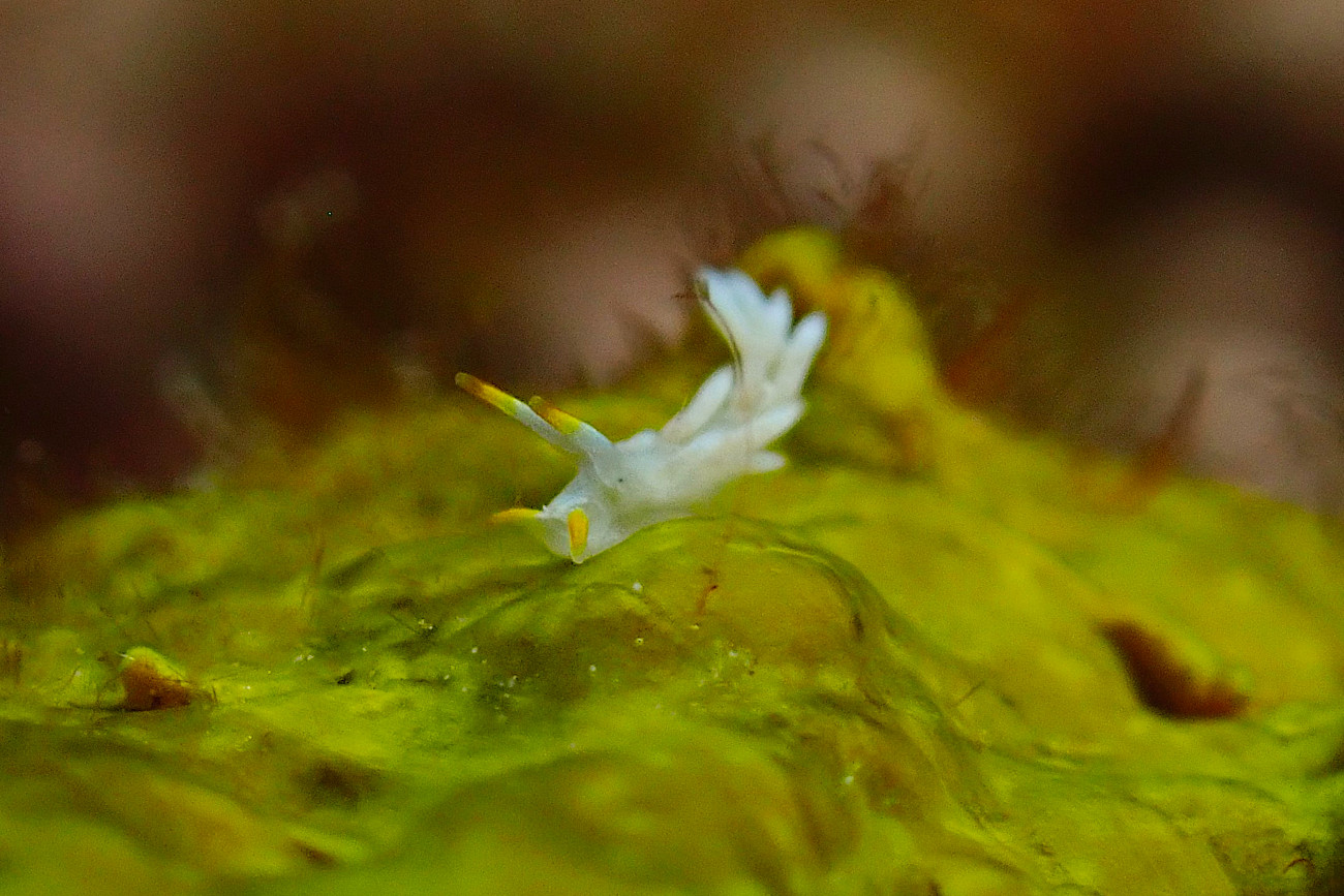 シロタエミノウミウシ属の一種８