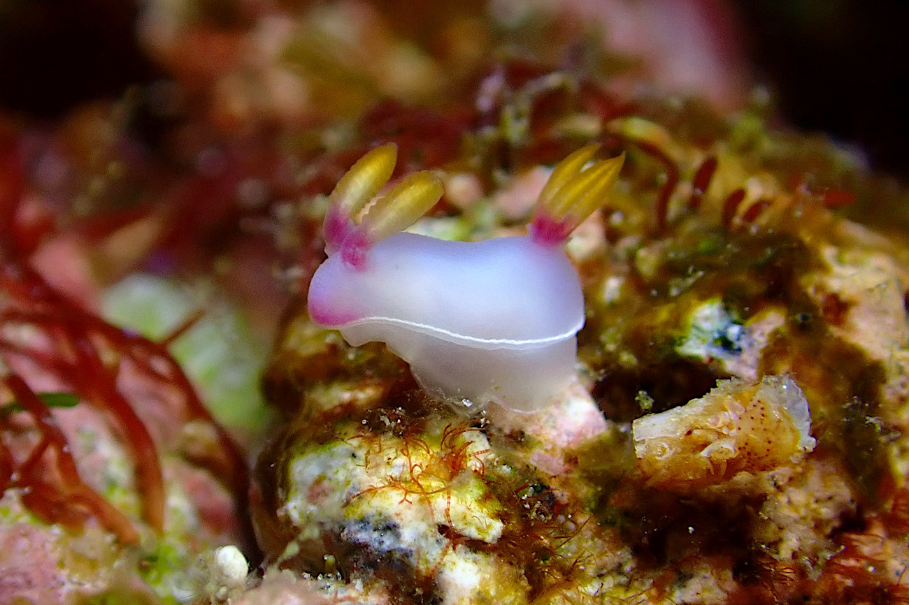 ゾウゲイロウミウシ