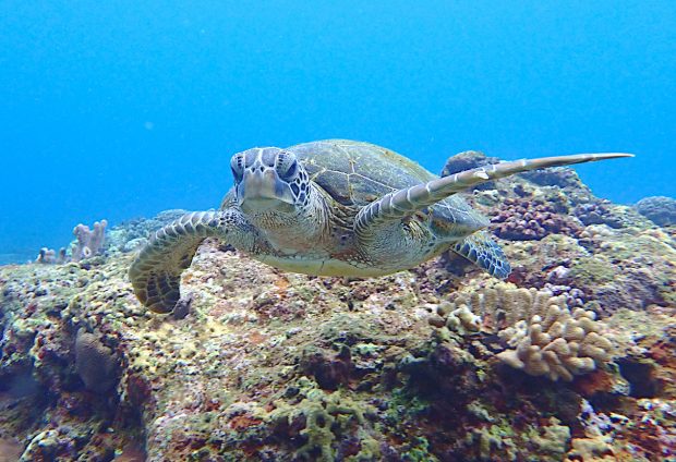 アオウミガメ