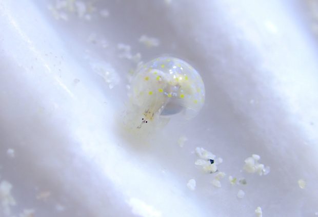 ミガキブドウガイ属の一種４