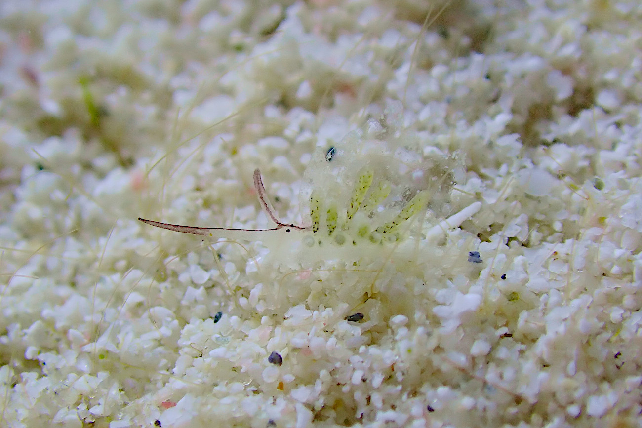 アオモウミウシ属の一種10