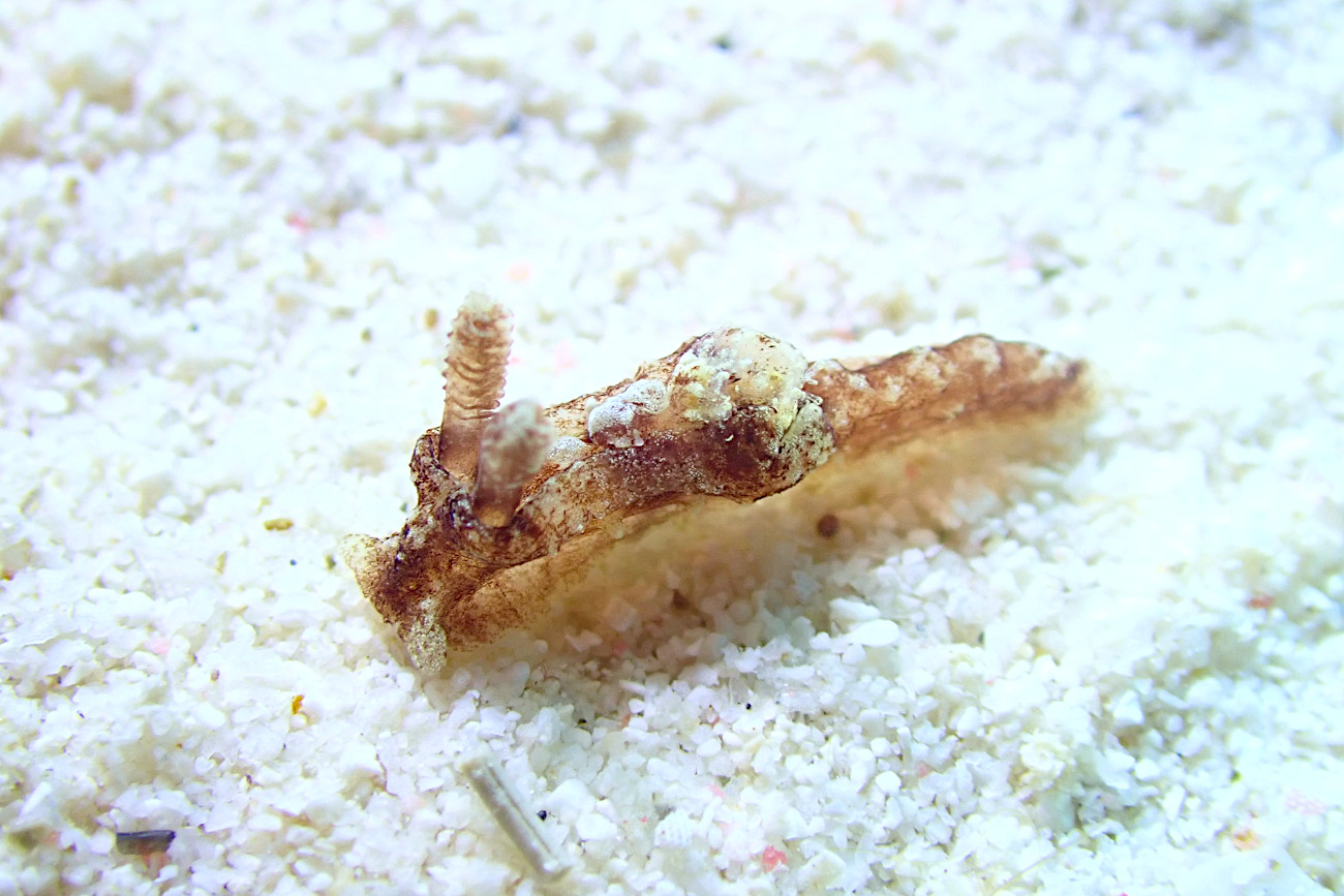 クロネコウミウシ