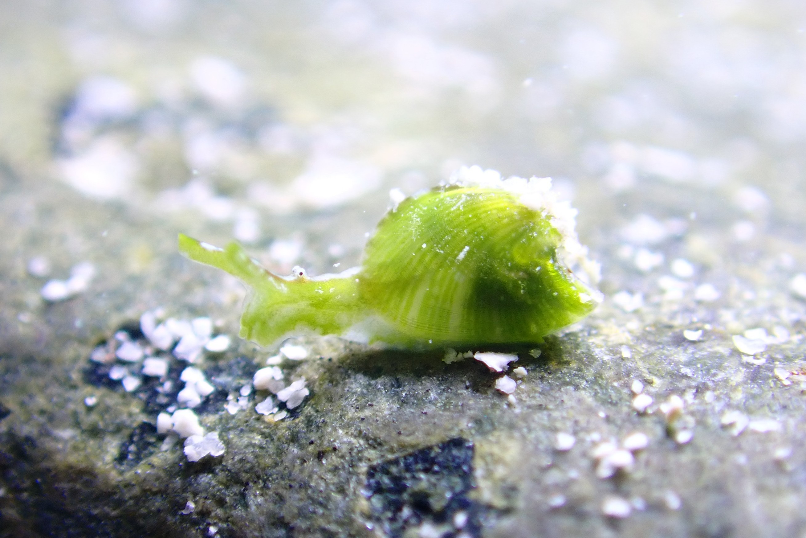 ミシマユリヤガイ