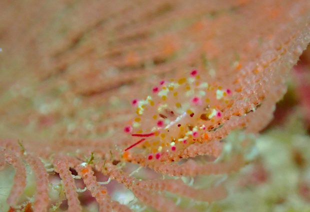 アカホシコヤナギウミウシ