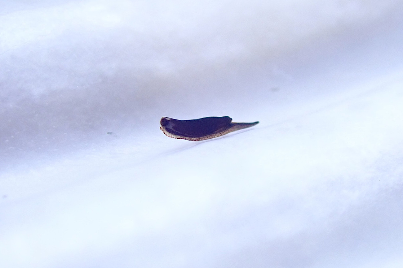 クロヒメウミウシ