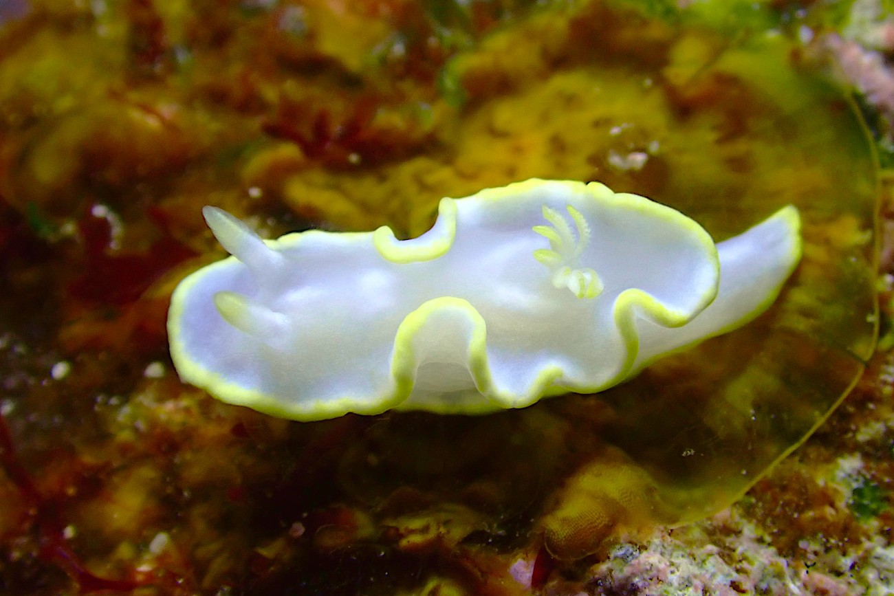 シロタエイロウミウシ