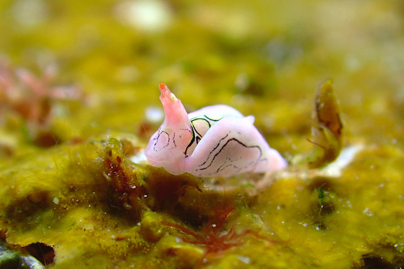 トウモンウミコチョウ