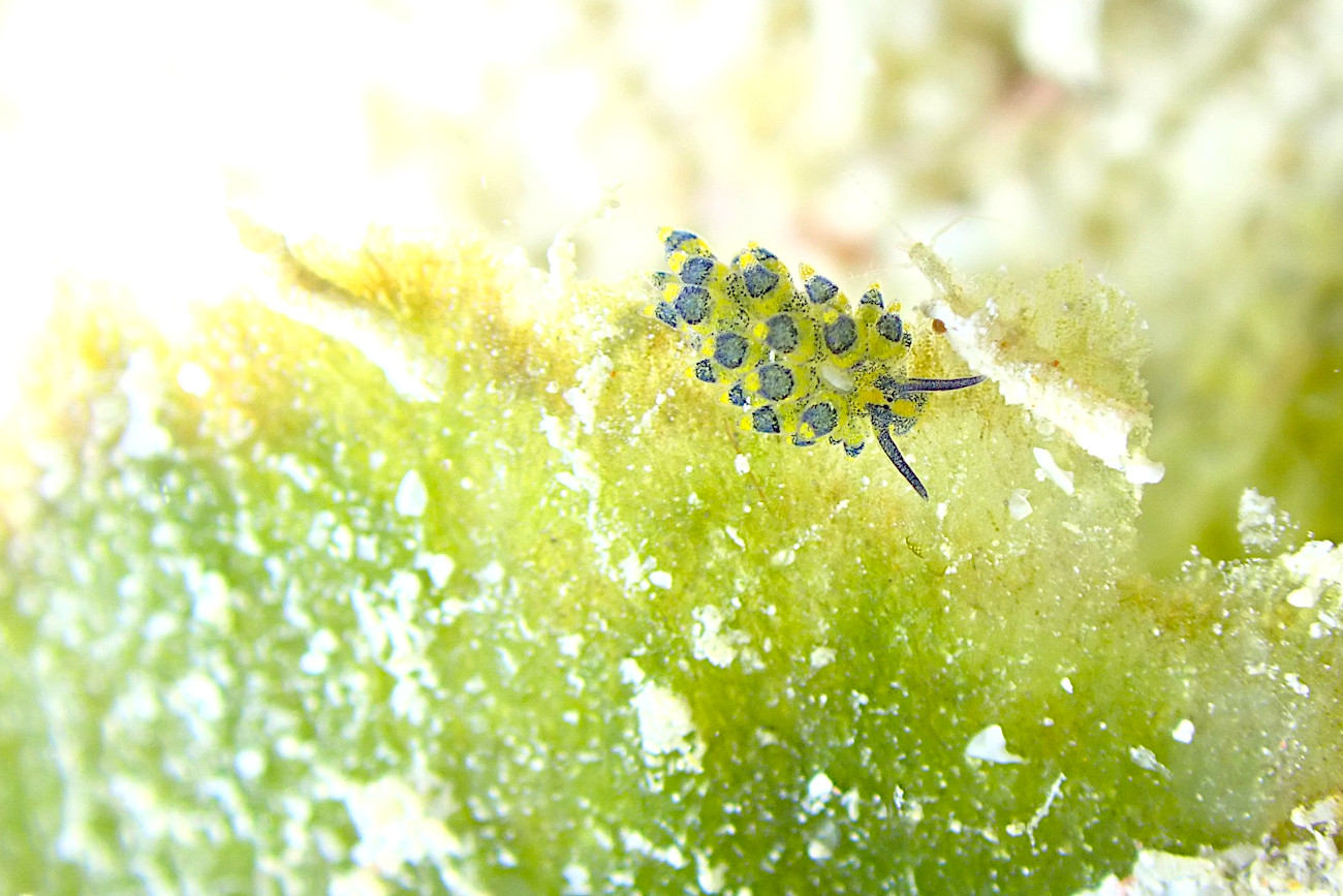 ミナミアオモウミウシ