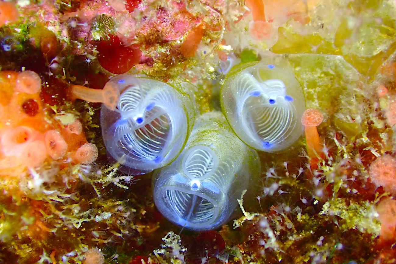 青いガイコツパンダ