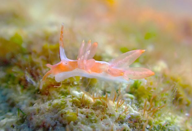 コマチミノウミウシ