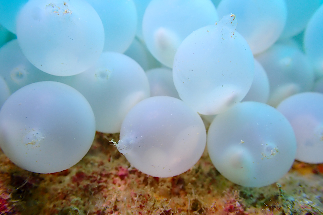 トラフコウイカの卵