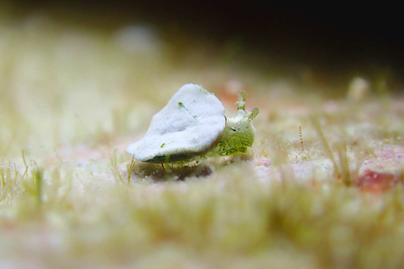 アカボシミドリガイ