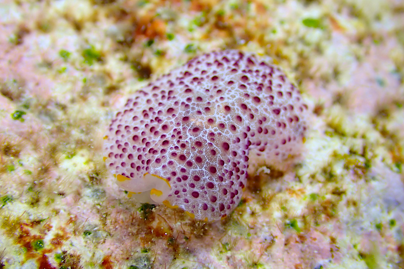 カメノコフシエラガイ