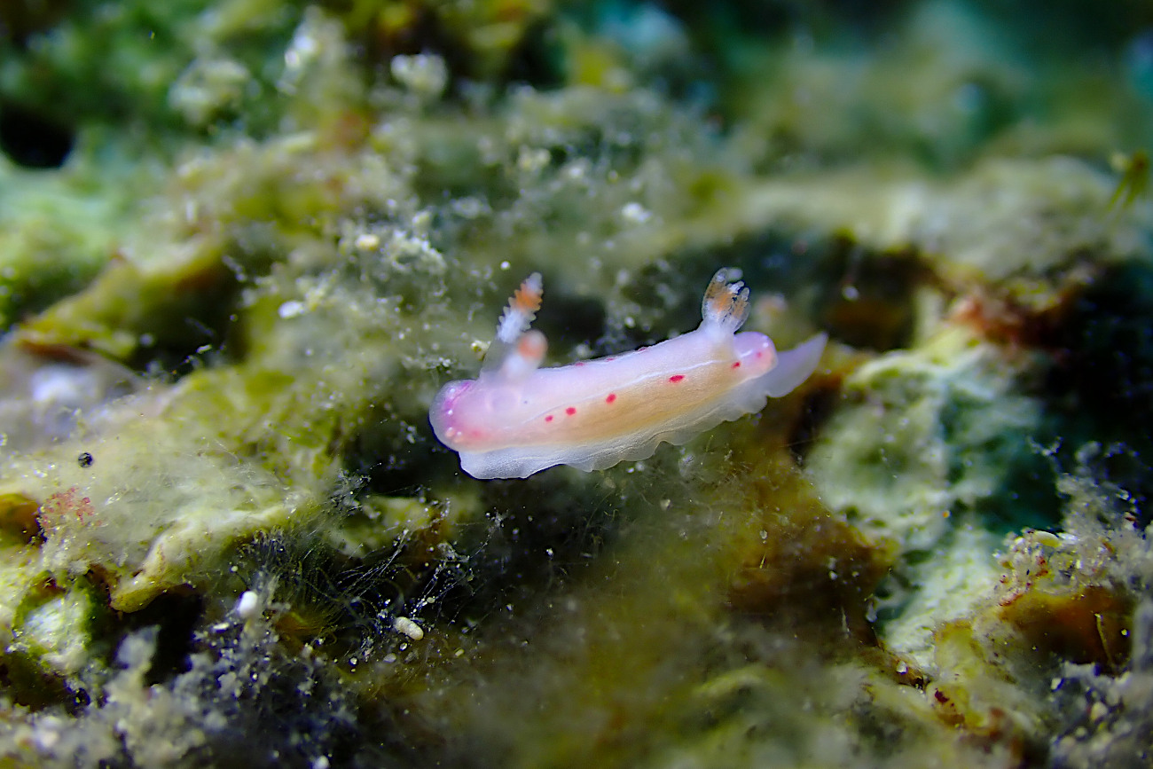 ジュッテンイロウミウシ