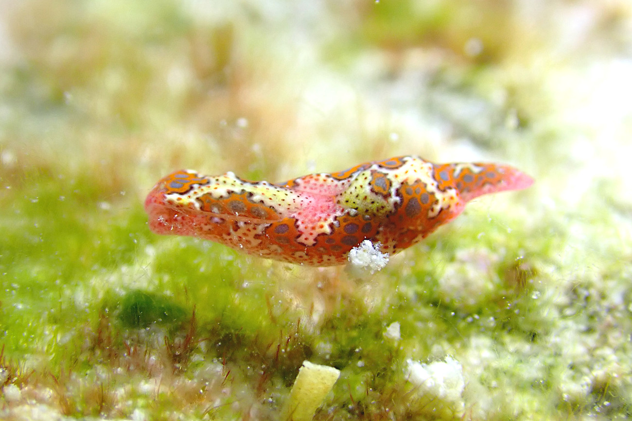 ヒシモンエンビキセワタ