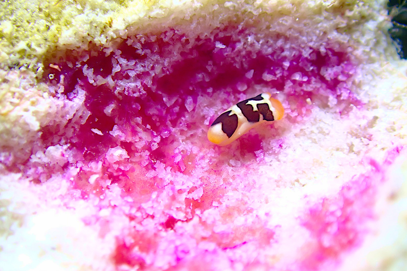 モンガラキセワタ