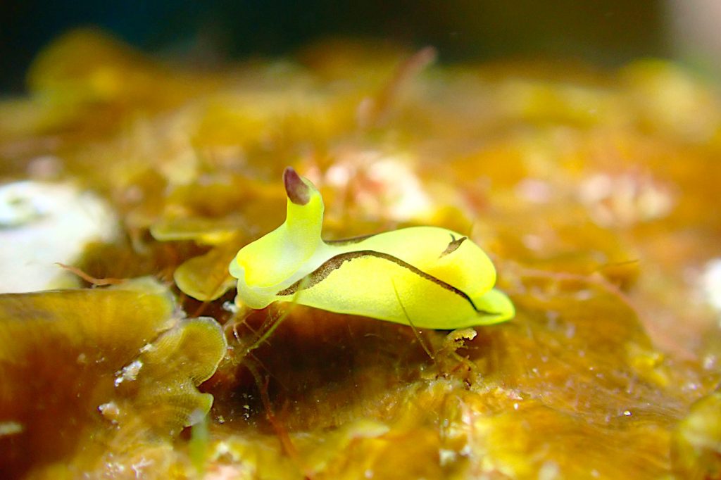 オレンジウミコチョウ