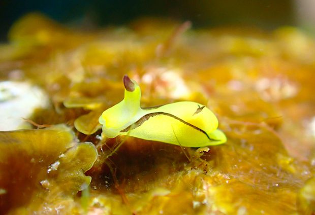 オレンジウミコチョウ