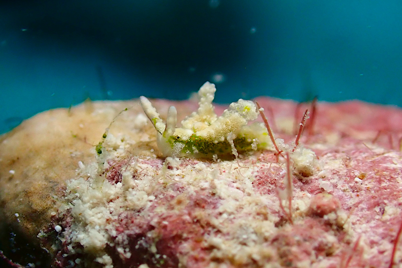 ゴクラクミドリガイ属の一種12