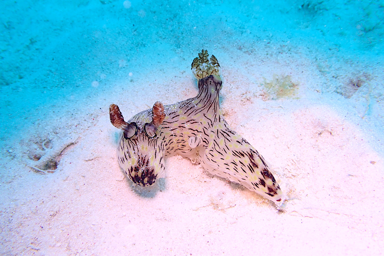 ブッシュドノエルウミウシ