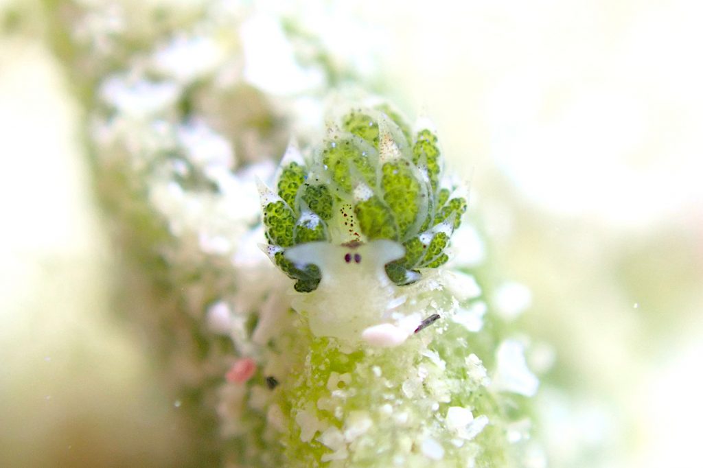 クサイロモウミウシ