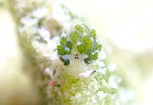 クサイロモウミウシ