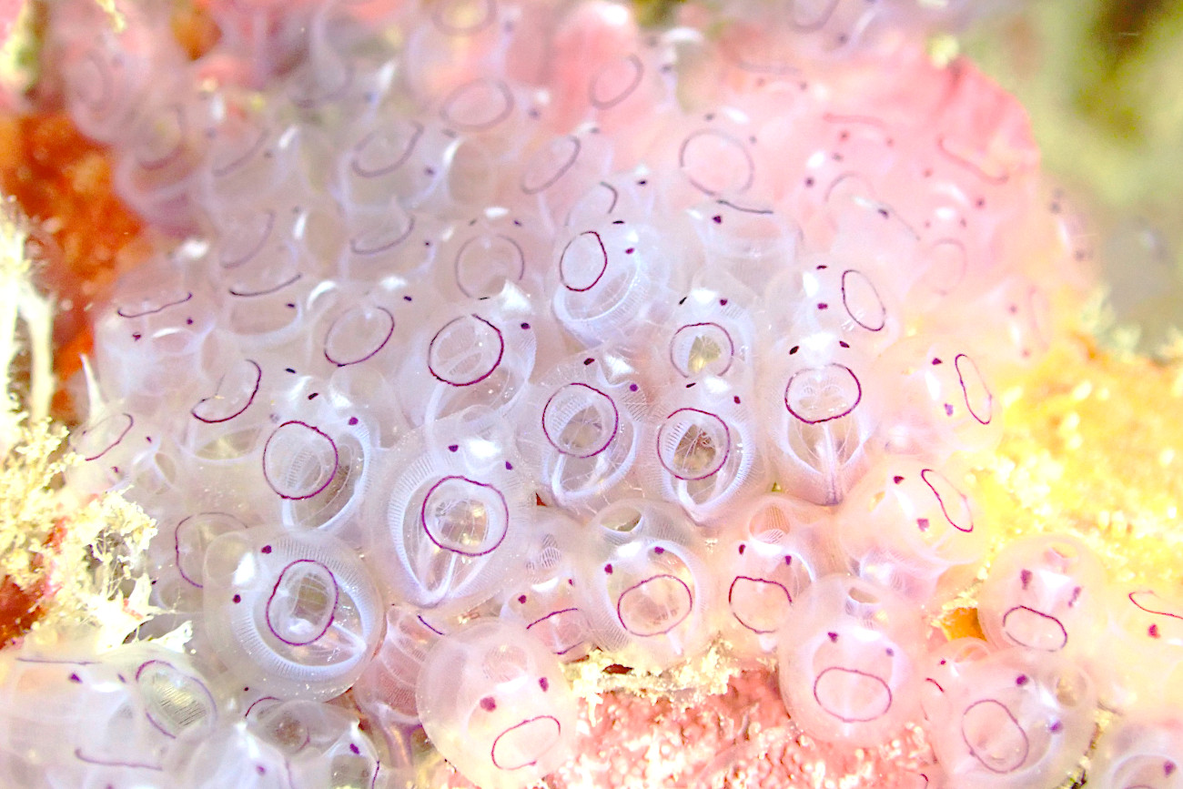 カールオジサンホヤ