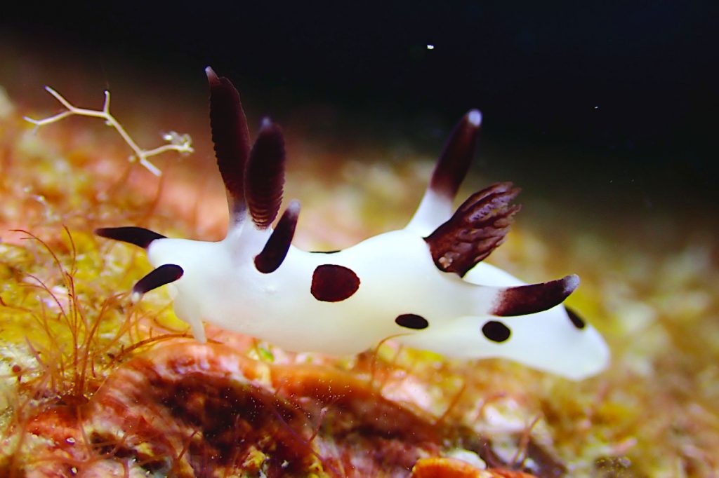 パンダツノウミウシ