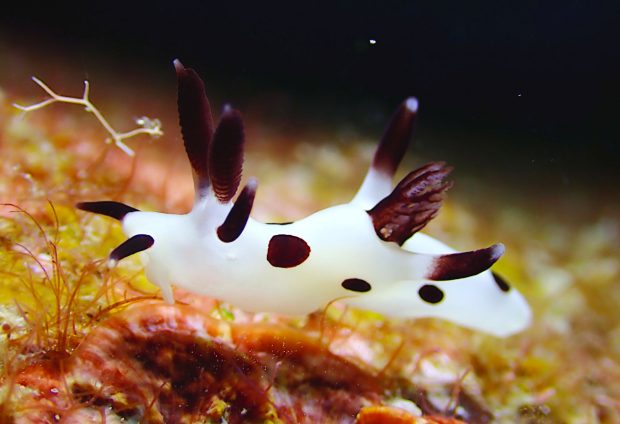 パンダツノウミウシ