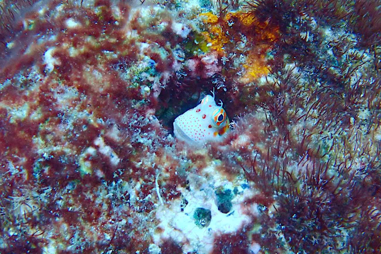 モンツキカエルウオ