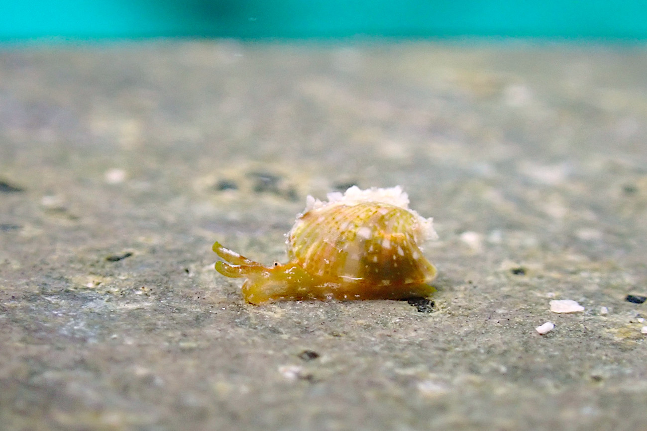 ゼブラユリヤガイ