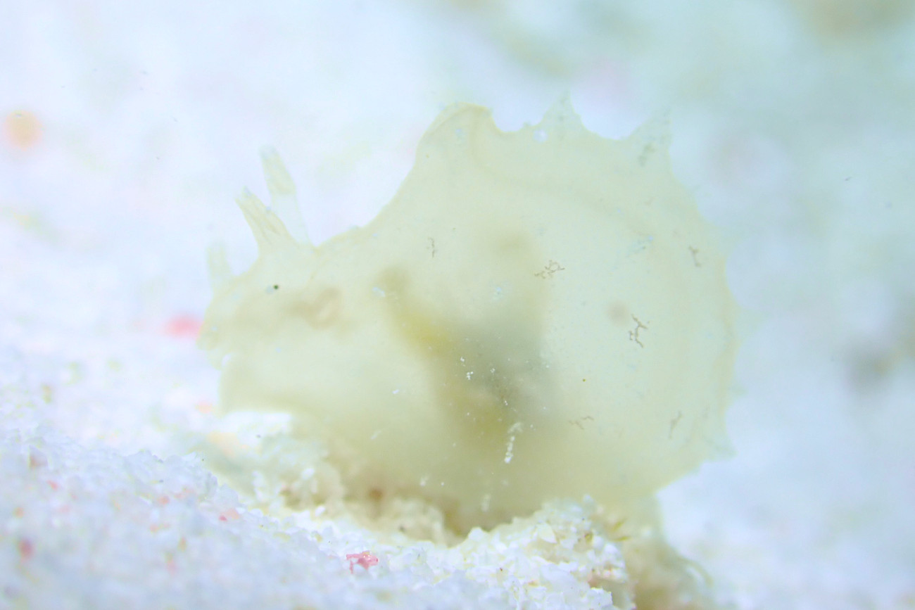 フウセンウミウシ