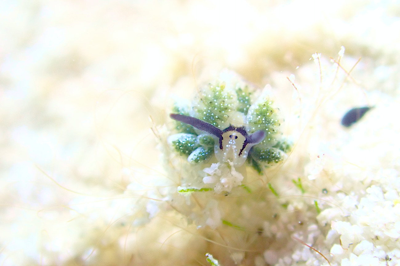 オオアリモウミウシ