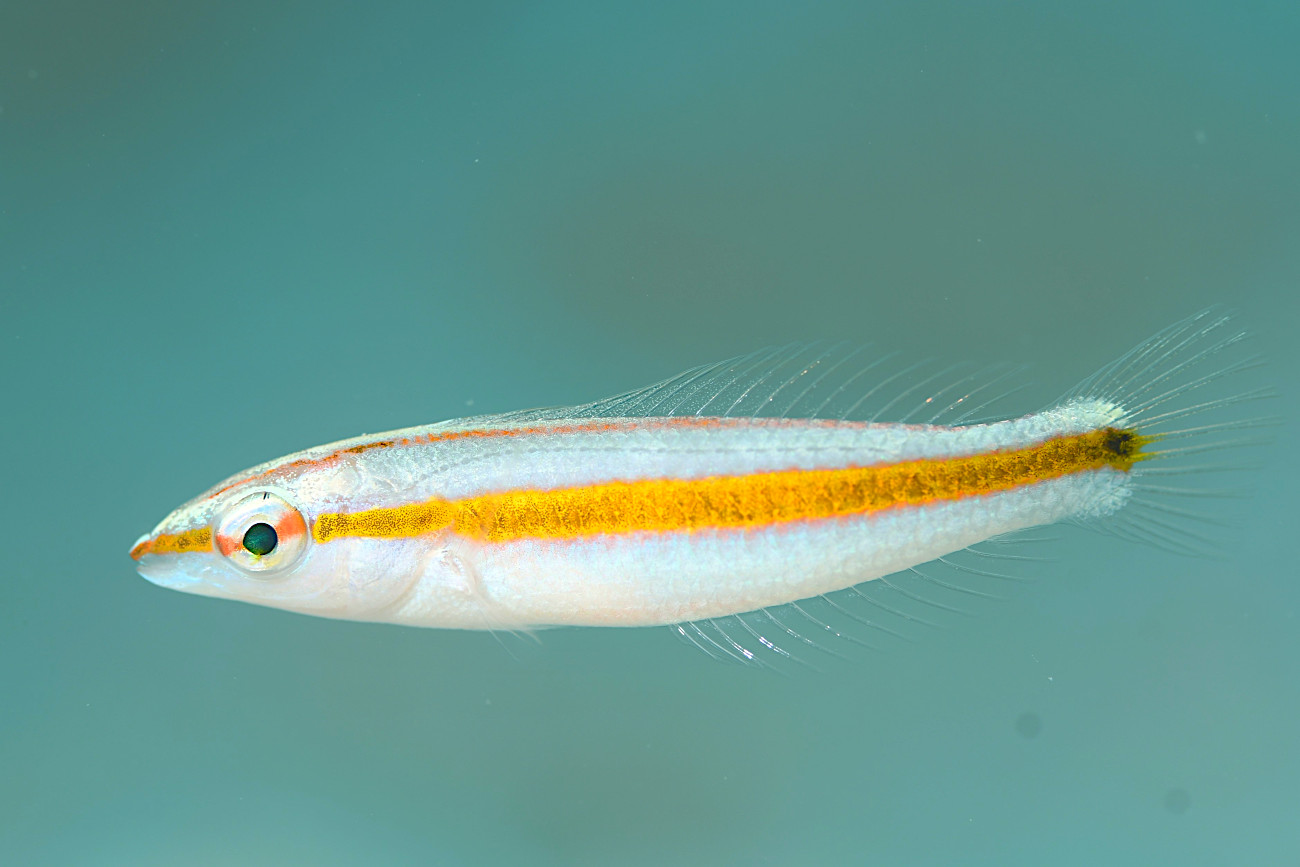 キスジキュウセン