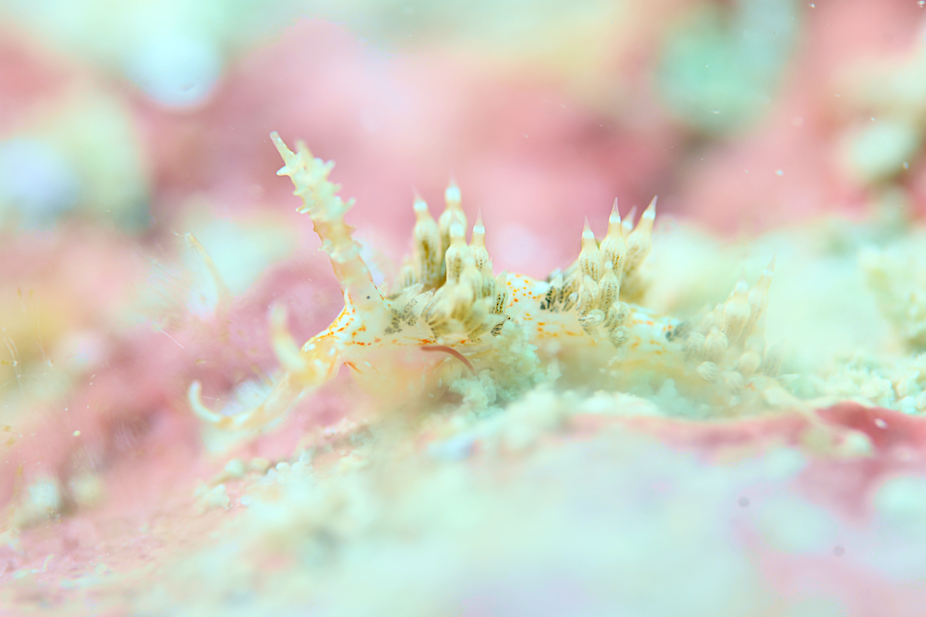 キャロットシードミノウミウシ