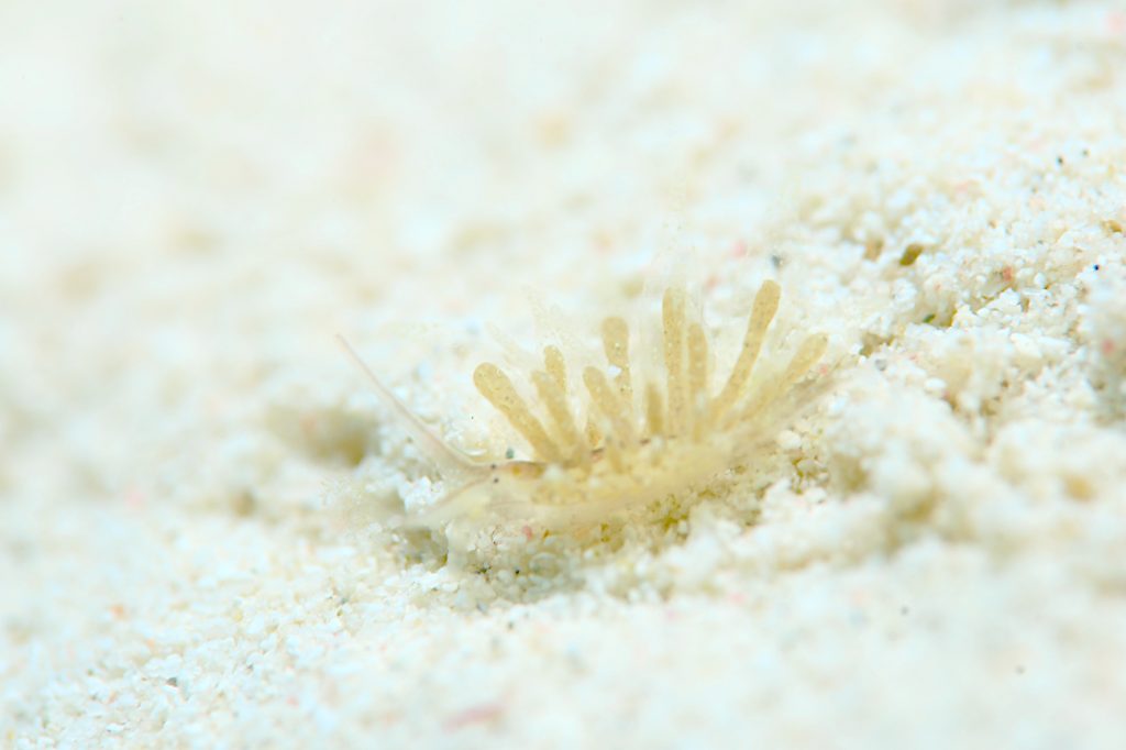 アオモウミウシ属の一種10