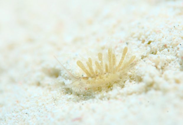 アオモウミウシ属の一種10