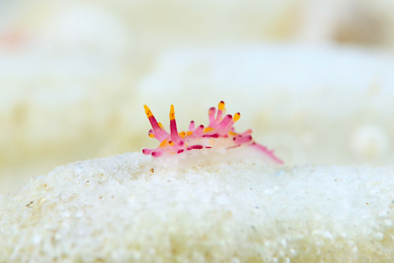 センヒメウミウシ