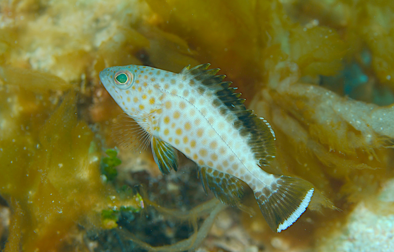 オオモンハタの幼魚